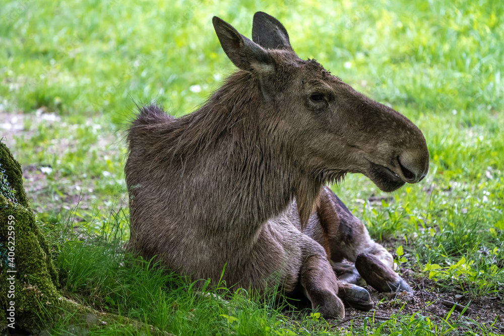 European Moose, Alces alces, also known as the elk European Moose, Alces alces, also known as the elk