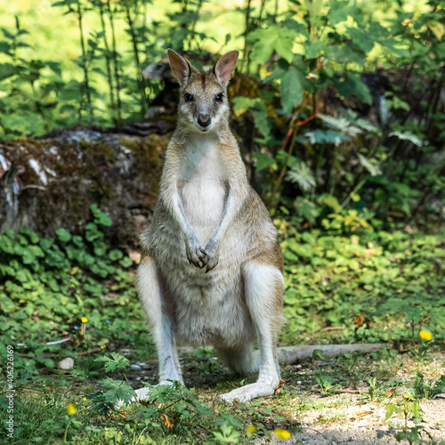 The agile wallaby, Macropus agilis also known as the sandy wallaby © rudiernst