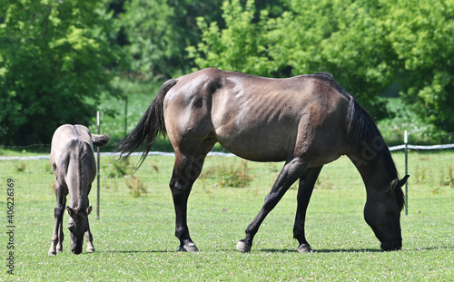 Mare and Colt