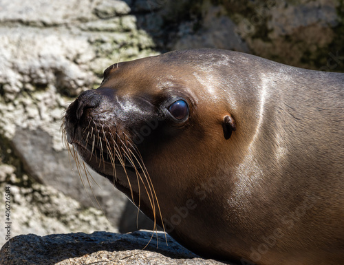 The South American sea lion  Otaria flavescens in the zoo