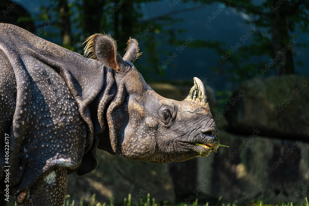 Fototapeta premium The Indian Rhinoceros, Rhinoceros unicornis aka Greater One-horned Rhinoceros