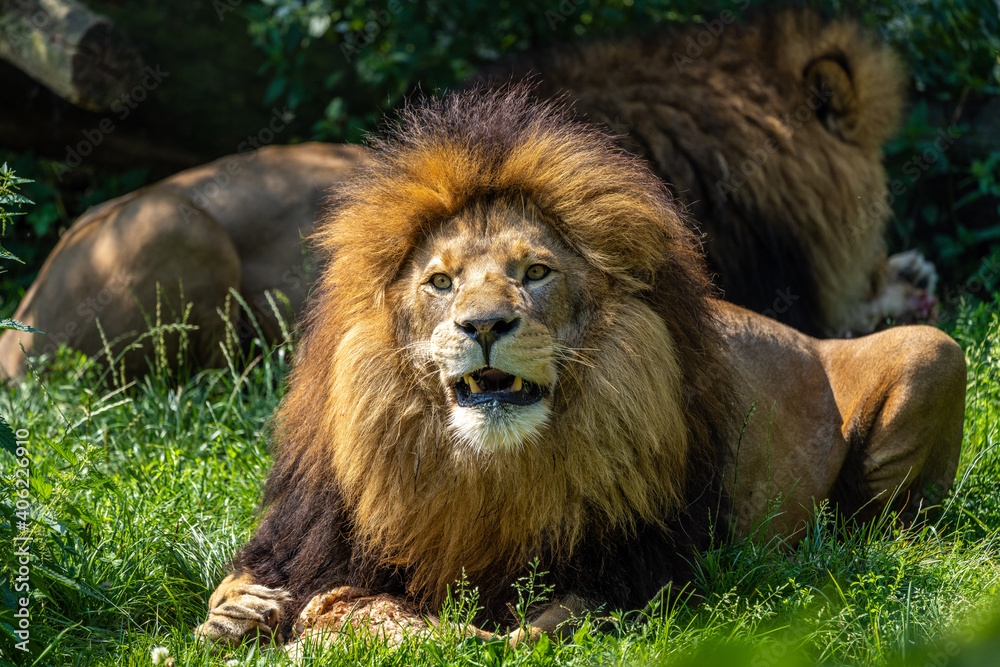 The lion, Panthera leo is one of the four big cats in the genus Panthera The lion, Panthera leo is one of the four big cats in the genus Panthera
