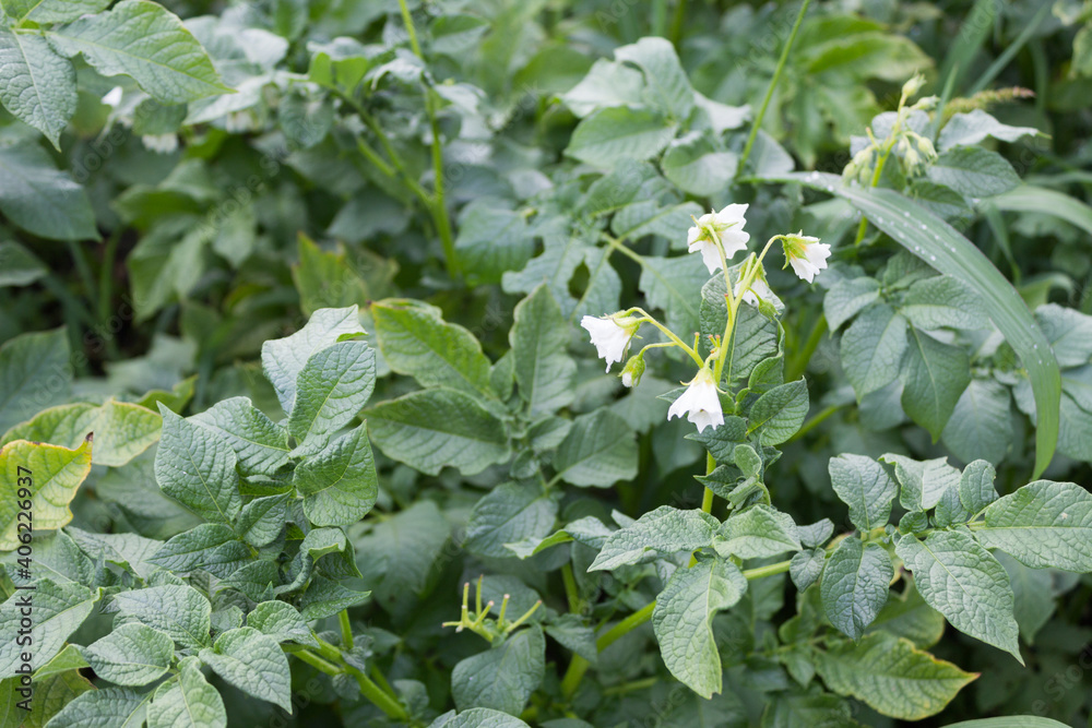Ggreen healthy leaves of young potato Plant. potato plant as very nice agricultural background Ggreen healthy leaves of young potato Plant. potato plant as very nice agricultural background