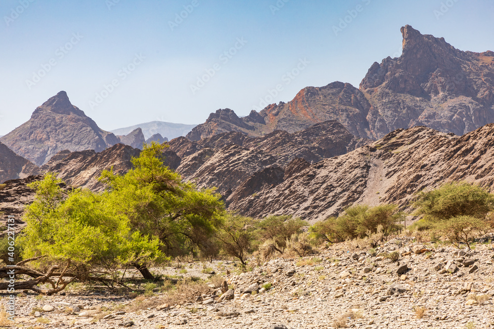 Green trees n the desert mountains of Oman. Green trees n the desert mountains of Oman.