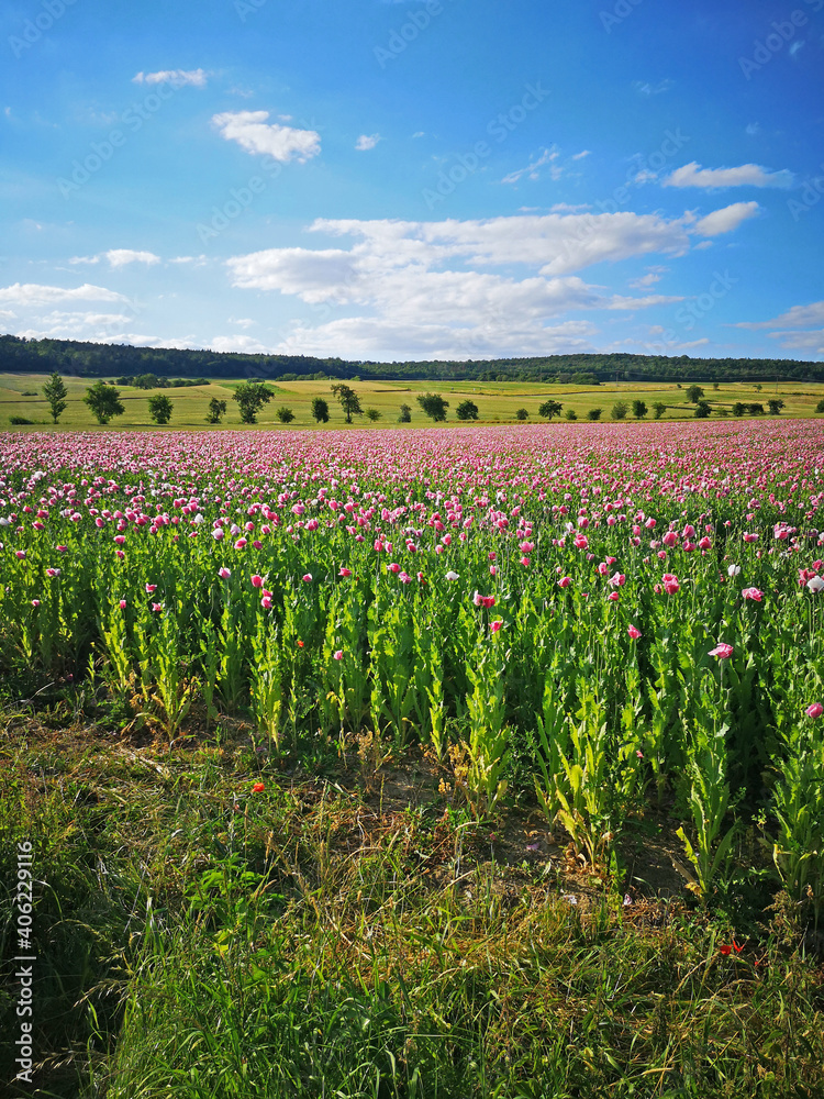 Pinker Mohn bei Grandenborn in Hessen Pinker Mohn bei Grandenborn in Hessen