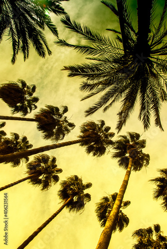 Palm trees from the bottom