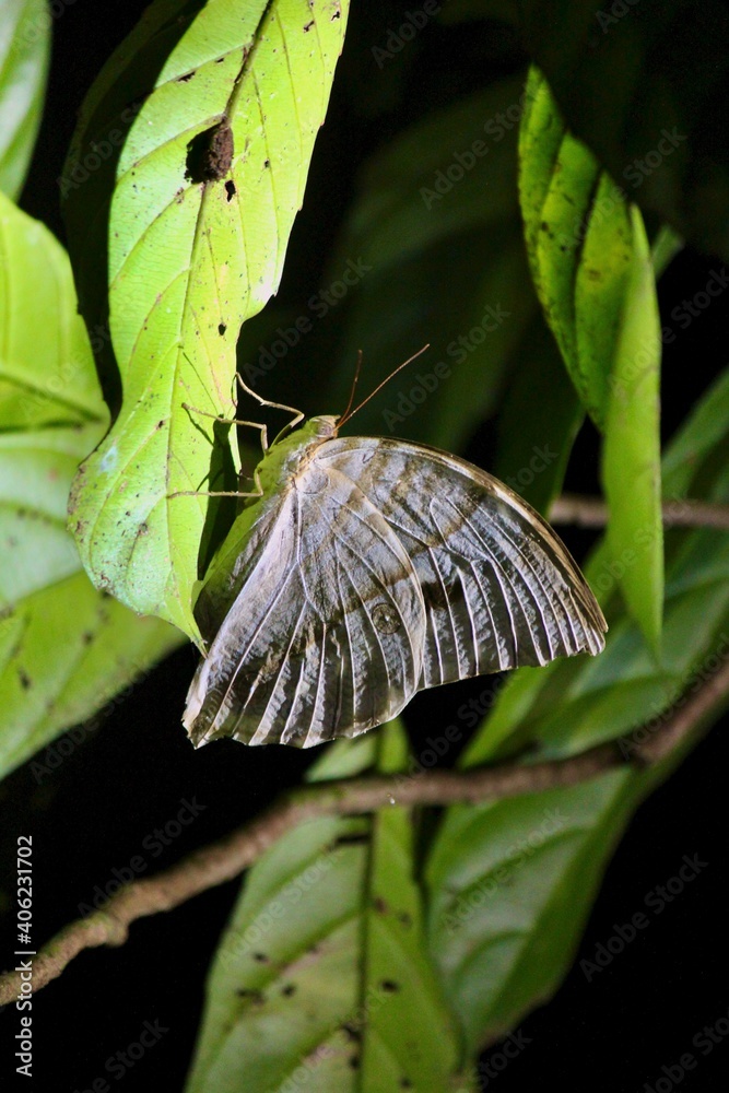 Obraz premium moth on leaf