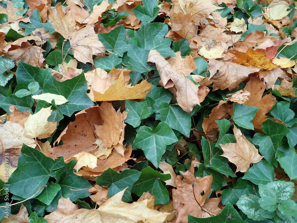 Autumn Ivy Autumn Ivy