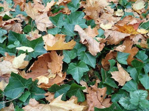 Autumn Ivy