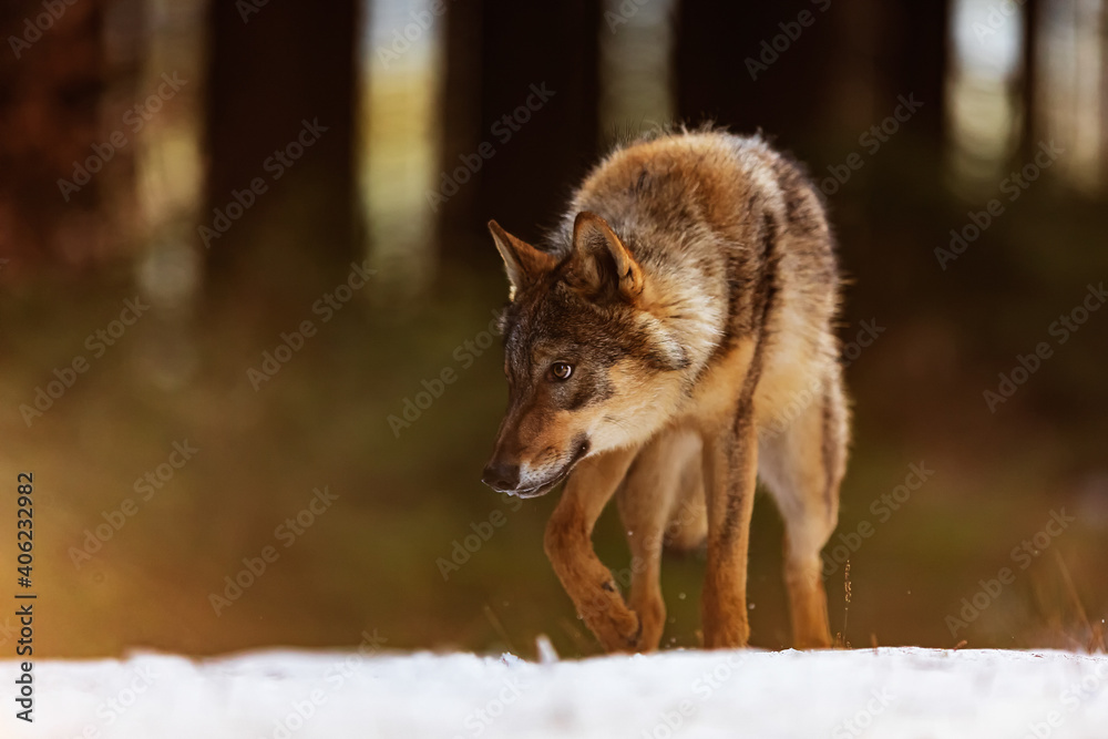 male gray wolf (Canis lupus) goes with his head low over the snow in the forest