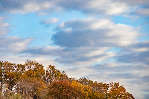 紅葉した木と青空と雲