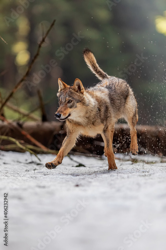 male gray wolf (Canis lupus) after jumping over a fallen tree