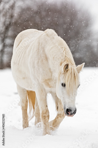 male white horse goes through the snow and it snows on him