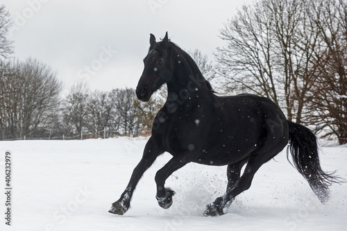 female Friesian horse running on a snowy pasture
