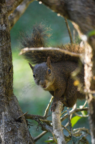 Squirrel - Esquilo