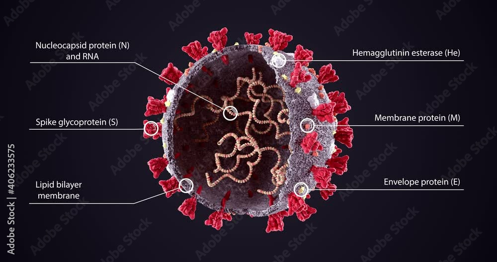 COVID-19 Virus Structure Diagram graphic animation. Corona Virus SARS