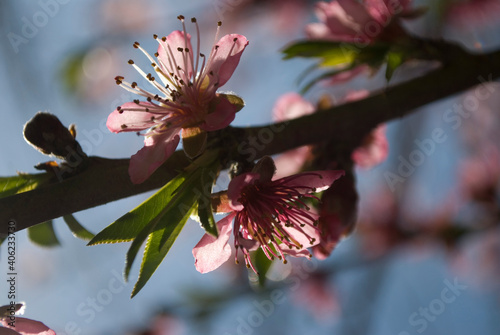 A pink peach branch on the tree