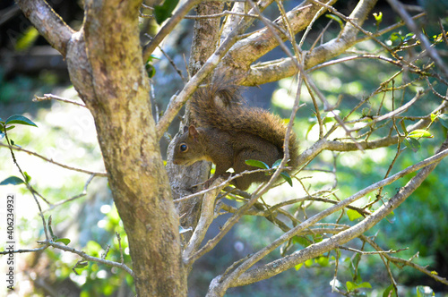 Squirrel - Esquilo © Georgia