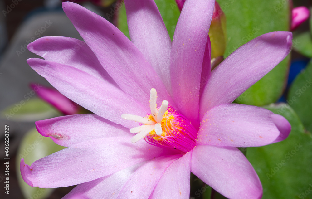 Purple bloom from a Christmas Cactus Purple bloom from a Christmas Cactus