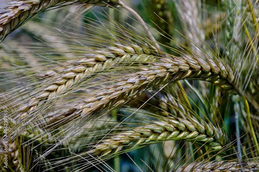 Grain cross of wheat and rye, Triticale, X Triticale, X Triticosecale - Triticum aestivum x Secale cereale - Bavaria, Germany, Europe Grain cross of wheat and rye, Triticale, X Triticale, X Triticosecale - Triticum aestivum x Secale cereale - Bavaria, Germany, Europe