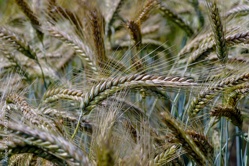 Grain cross of wheat and rye, Triticale, X Triticale, X Triticosecale - Triticum aestivum x Secale cereale - Bavaria, Germany, Europe
