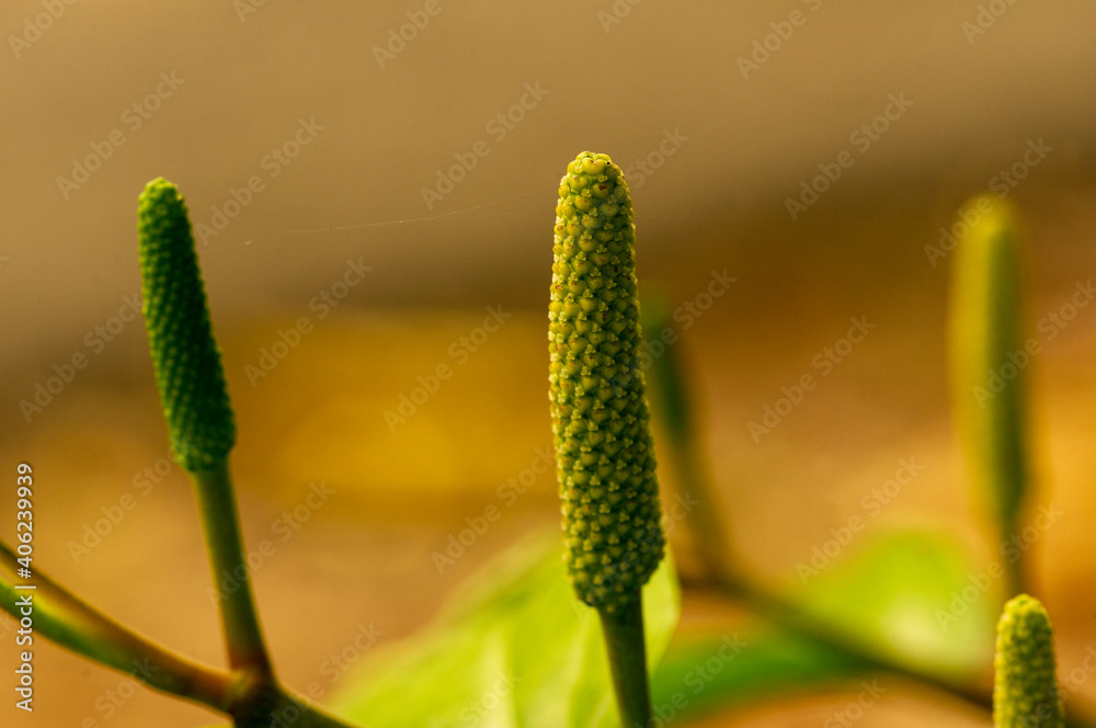 Close up of Javanese long pepper or Piper retrofractum in shallow focus Close up of Javanese long pepper or Piper retrofractum in shallow focus