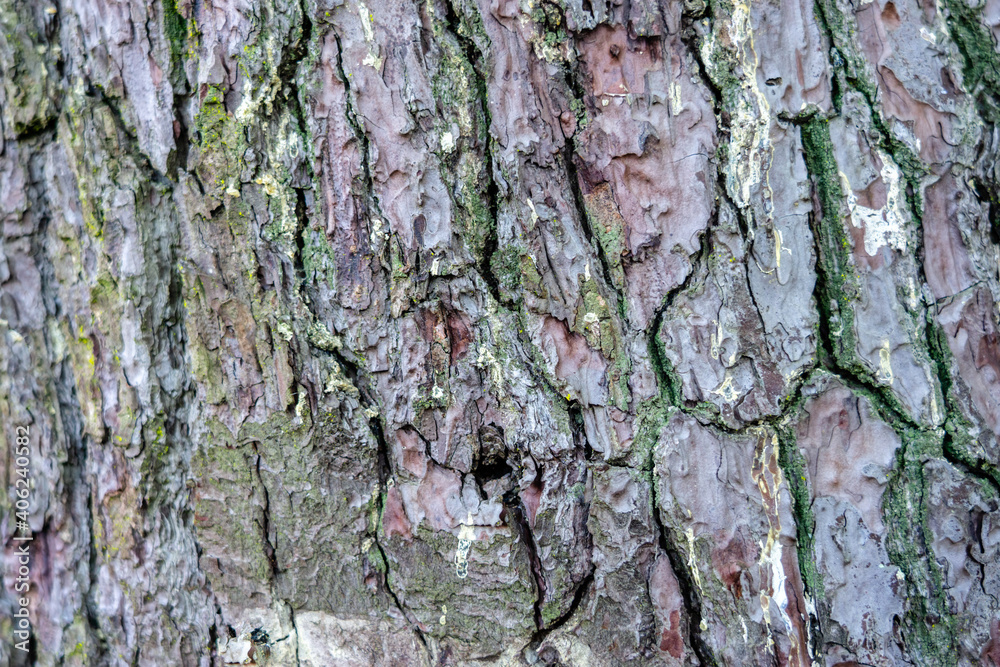 Old Wood Tree Texture Background Pattern. Old Wood Tree Texture Background Pattern.