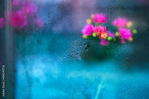 pink flowers behind a sweaty window with water drops photo