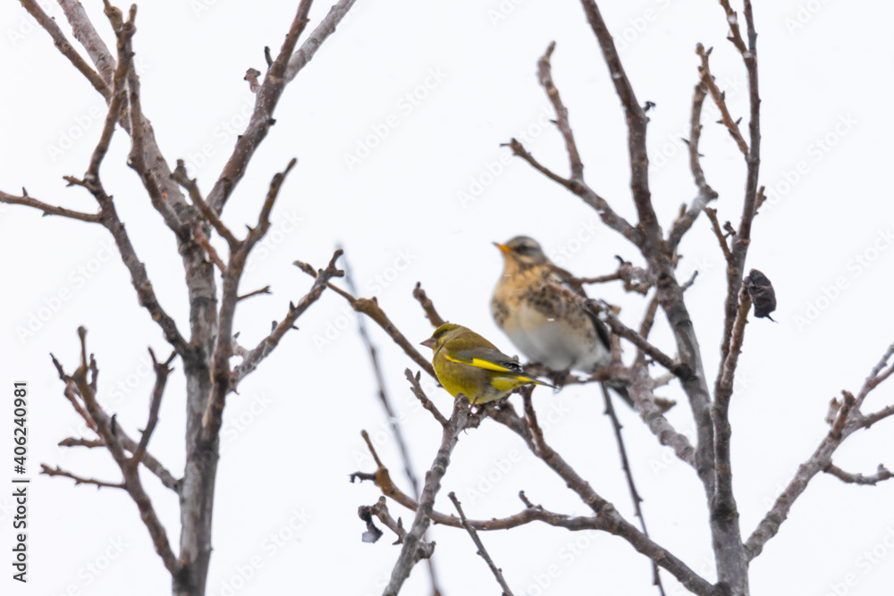 Greenfinch sits on a branch in the background is out of focus juniper thrush