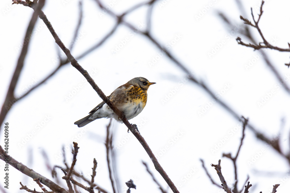 Juniper thrush on a branch in winter with light snowfall Juniper thrush on a branch in winter with light snowfall