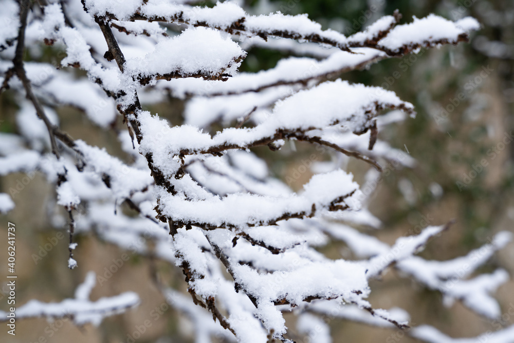 Closeup of a branch with snow
