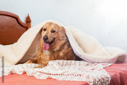 Fototapeta Naklejka Na Ścianę i Meble -  Happy Dog in the bed..