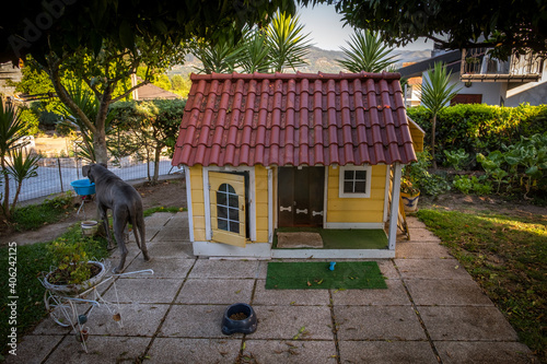 Casota de cão amarela com cão cinza ao lado photo