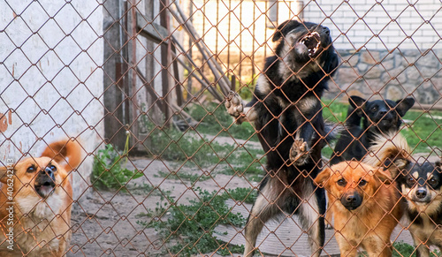 Canvas Print Pack of dogs barking ferociously looking through the netting outside