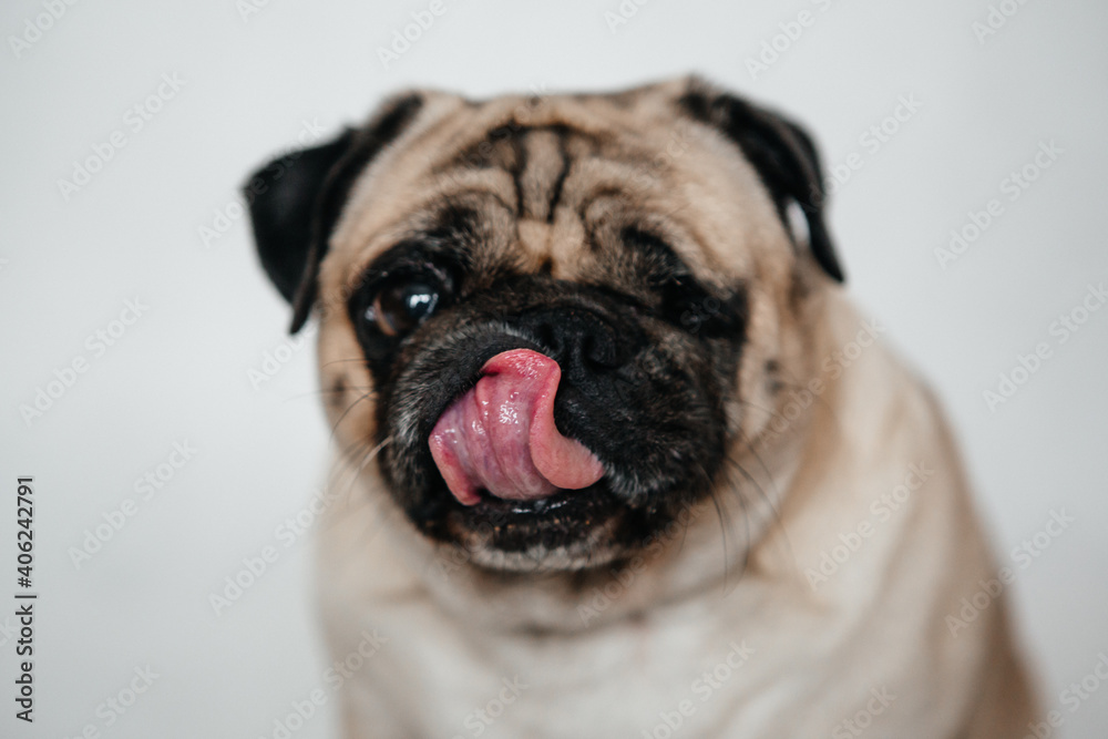 beautiful young pug looks straight into the frame and licks the red pug tongue
