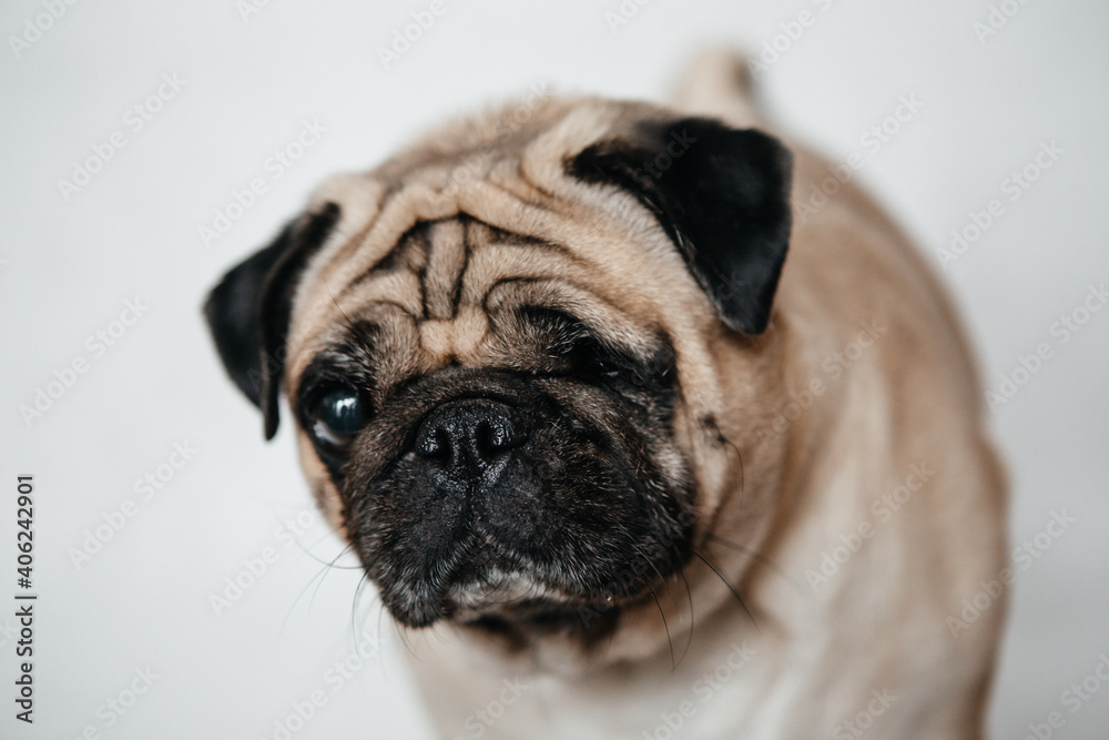 beautiful young one-eyed pug looks to the side