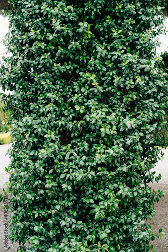 A tall green bush with small leaves winds around a column.