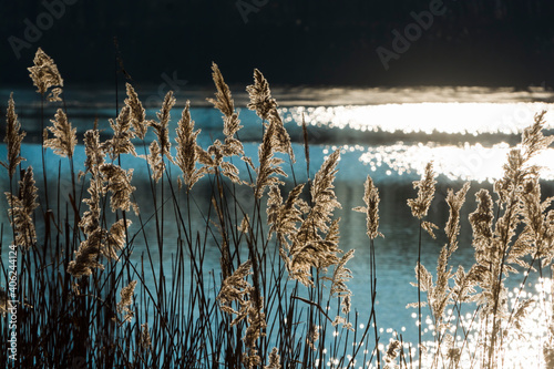 Common reed in winter at a lake in Hungary