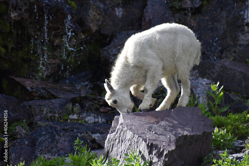 Baby Mountain Goat Glacier National Park 2018