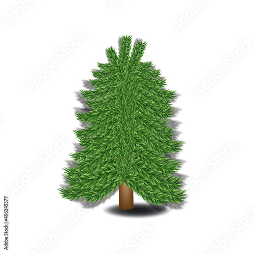 fir