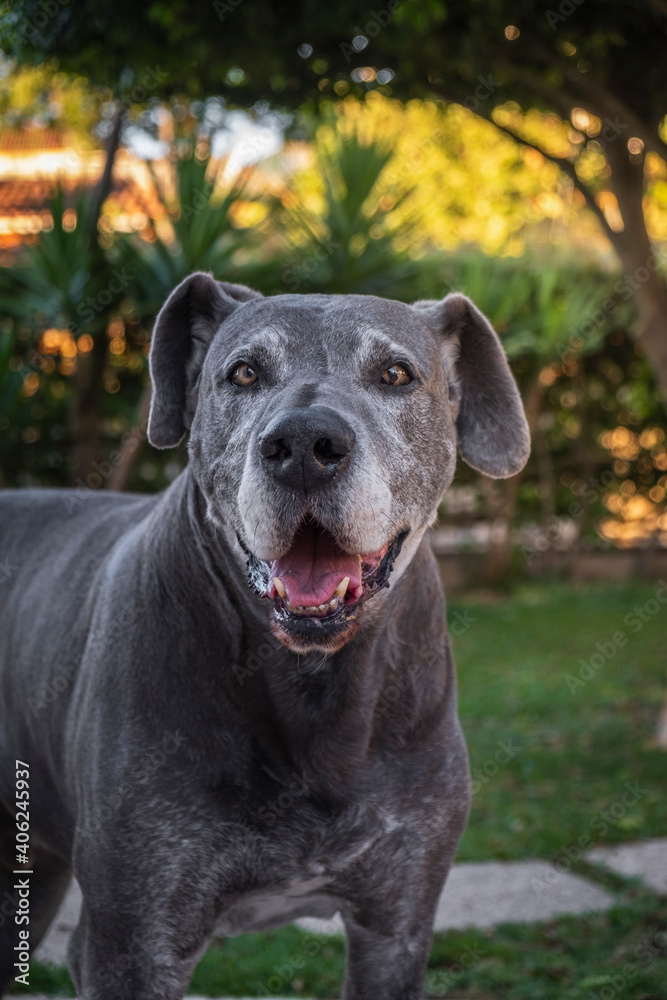 Retrato de bonito cachorro cinza dogue alemão