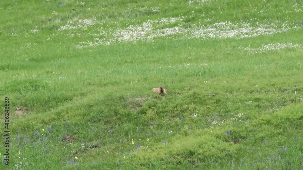 Real marmot in a meadow covered with green fresh grass.Sciuridae rodent animal wild wildlife nature genus marmota chipmunk prairie dog groundhog suslik cynomys souslik dogs marmots antelope alpine 4K. Real marmot in a meadow covered with green fresh grass.Sciuridae rodent animal wild wildlife nature genus marmota chipmunk prairie dog groundhog suslik cynomys souslik dogs marmots antelope alpine 4K.