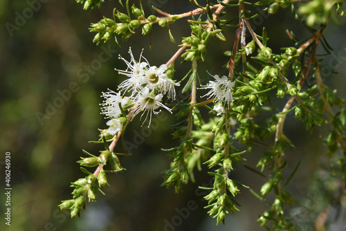 kunzea ambigua