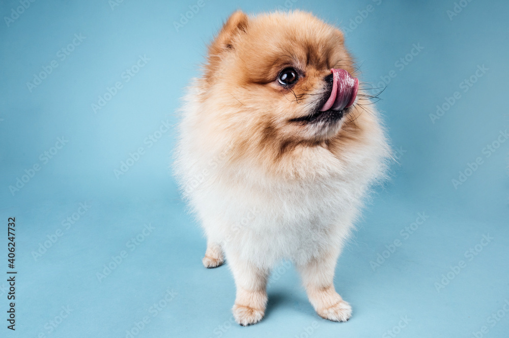 süßer Pom Rüde Rassehund im Fotostudio vor blauem Hintergrund witziger Hund kleines Hündchen