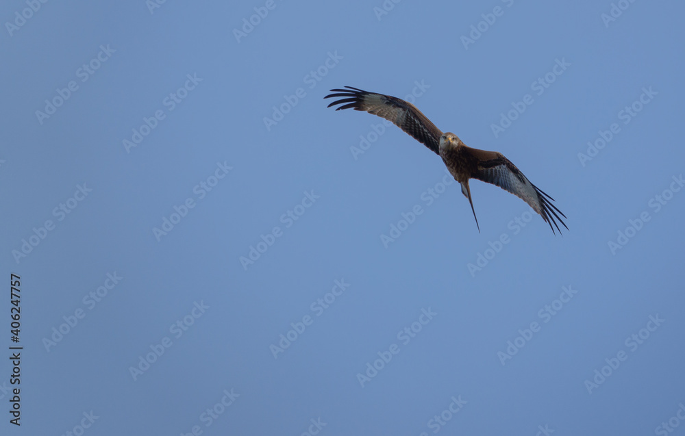english red kite bird of prey on the wing looking for food english red kite bird of prey on the wing looking for food