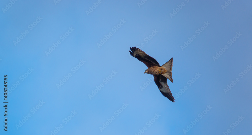 english red kite bird of prey on the wing looking for food english red kite bird of prey on the wing looking for food