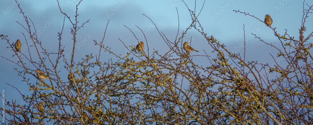 Obraz premium Reed bunting flock perhed in high bushes