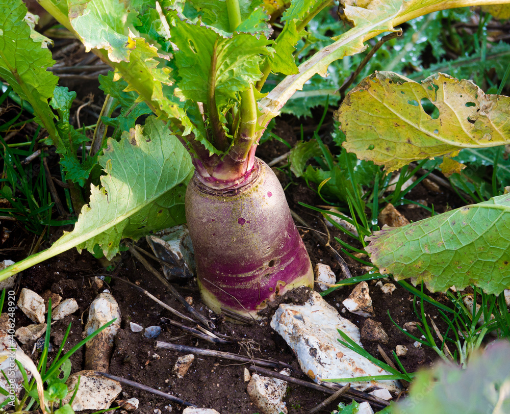 winter turnip ready for harvest winter turnip ready for harvest