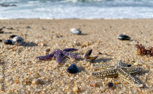 Starfish  or sea stars  on a sandy beach with sea urchins  mussels and seashells. Low angle closeup with shallow depth of field.
