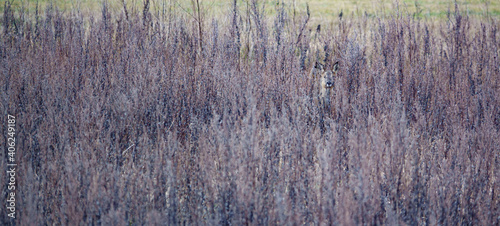a deer face peeks out, hiding in long dark winter grass